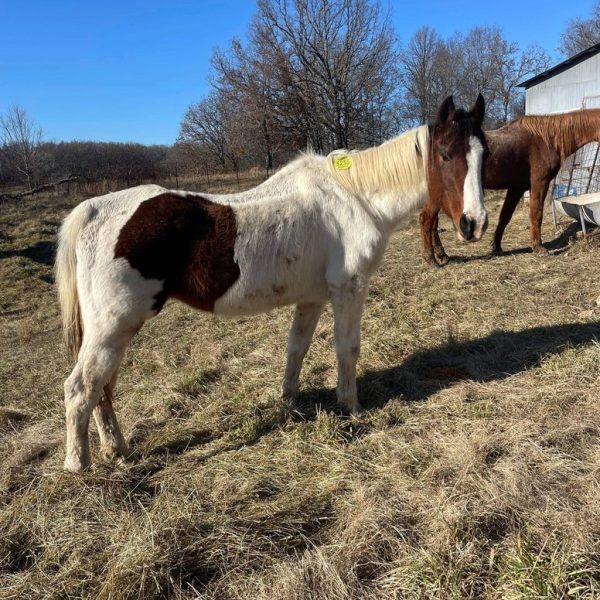 rs=w_776,cg_true,m (1)